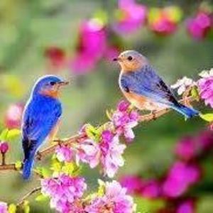 Meet your Posher, Stephne harrison